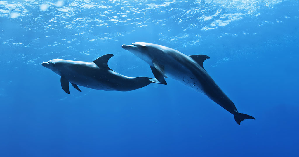 水族館規(guī)劃設計方案